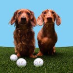 Callaway Stretches Out National Dog Month with Chrome Tour Small Dog Dachshund Edition
