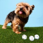 Callaway Gets Precious With Chrome Tour Small Dog Yorkie Edition